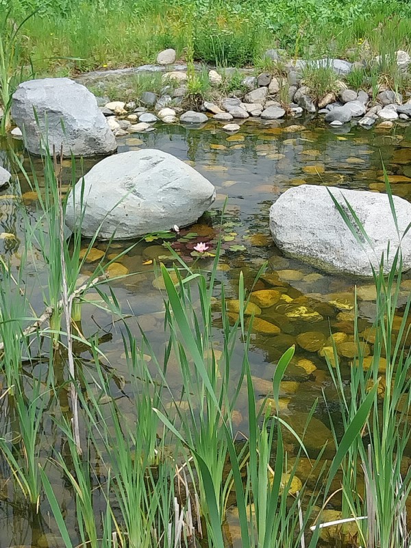 Entretien et rénovation de bassin de jardin à Toulouse et en Haute-Garonne