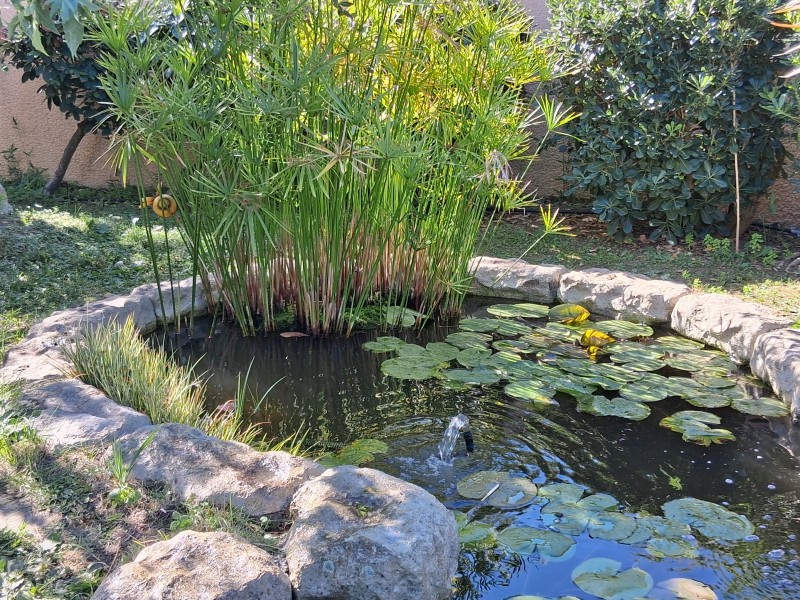 Création de bassins d'ornement à Toulouse : Ambiance zen et relaxante