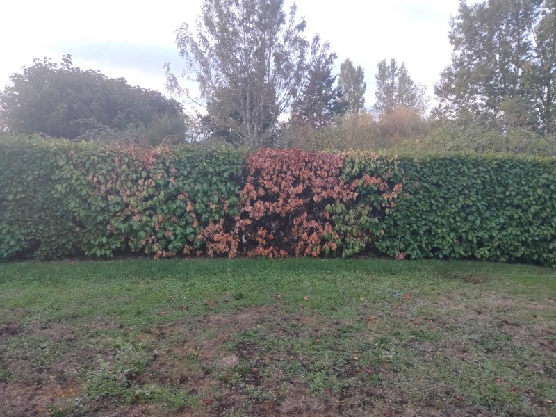 Entretien de jardin à Balma (31130) : des solutions sur mesure pour préserver la beauté de vos extérieurs