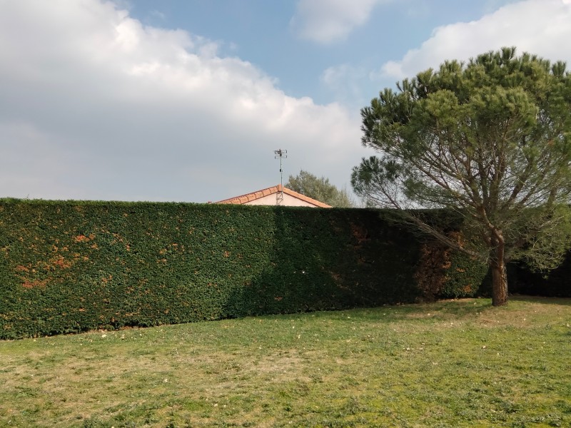 Entretien de jardin à Balma (31130) : des solutions sur mesure pour préserver la beauté de vos extérieurs
