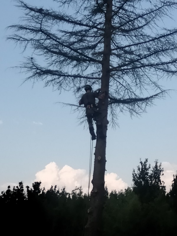 Qui contacter pour faire abattre un arbre en urgence à Toulouse et en région toulousaine ?