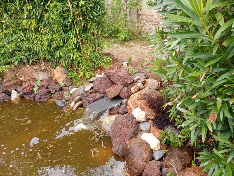 Entretien et rénovation de bassin de jardin à Toulouse et en Haute-Garonne