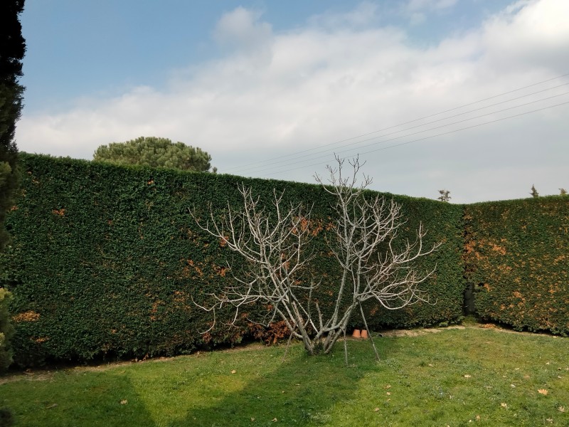 Entretien de jardin à Balma (31130) : des solutions sur mesure pour préserver la beauté de vos extérieurs